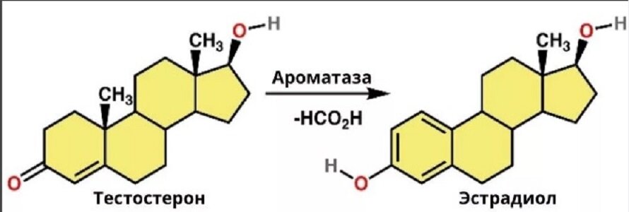    Конвертация тестостерона в эстрадиол, под воздействием ароматазы. Схема взята из открытых источников.