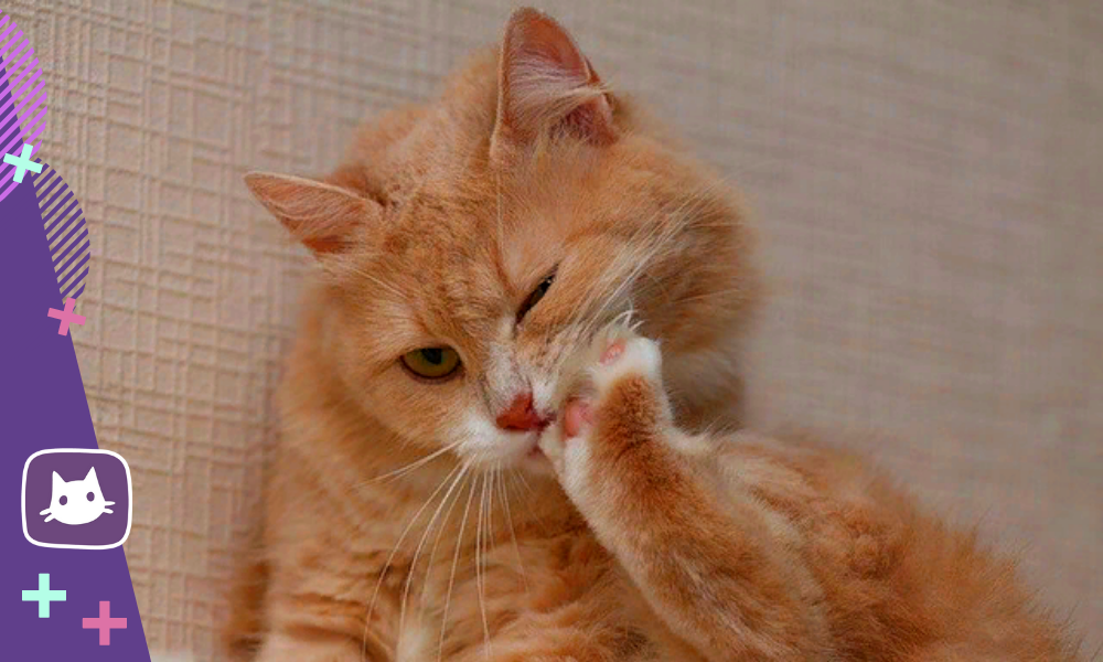 почему кот грызет ногти
