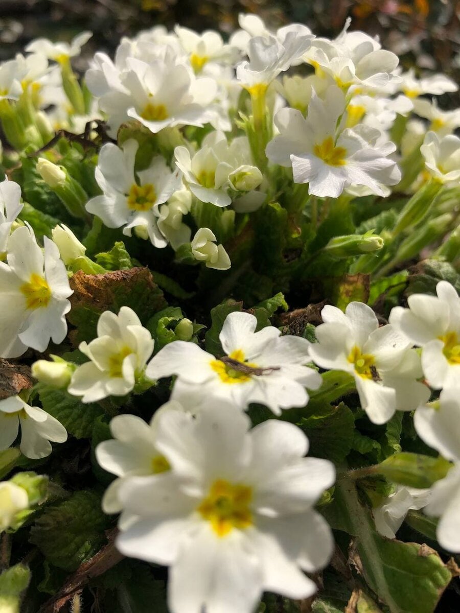 Фото автора канала.  Любуемся природой.