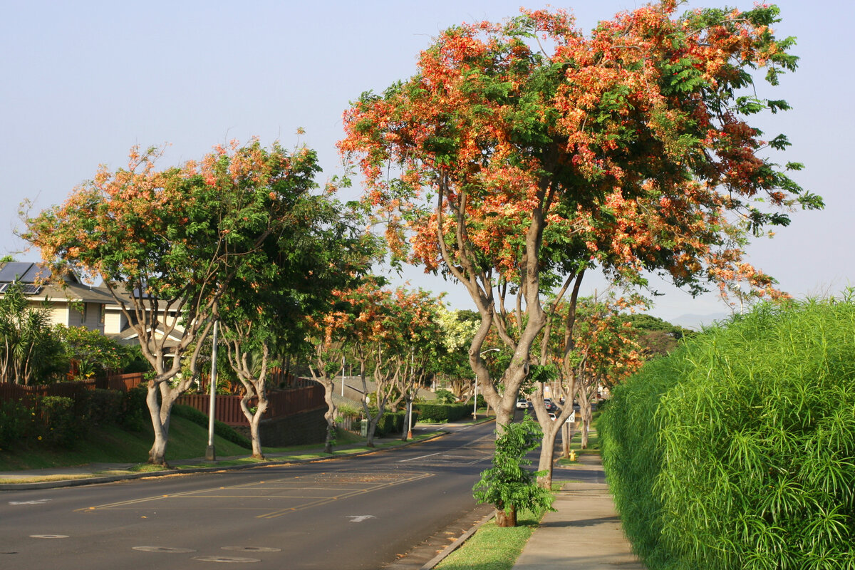 В Ваилуку (штат Гавайи)
