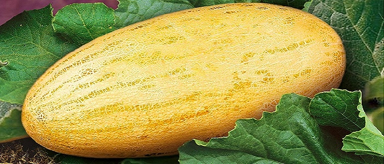 Рассада дыни