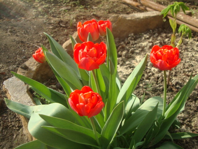 в прошлом году уже цвели ,в этом еще не появились