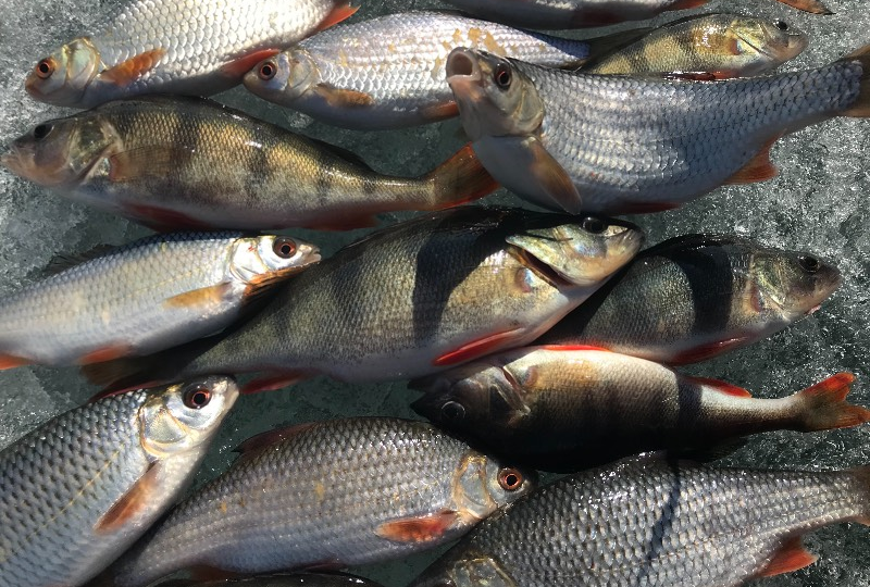 Окончание сезона твёрдой воды.