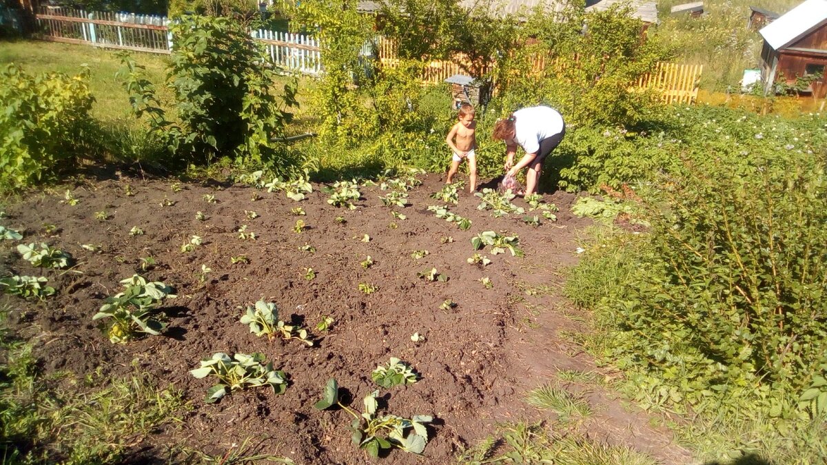 Извлекаем урожай