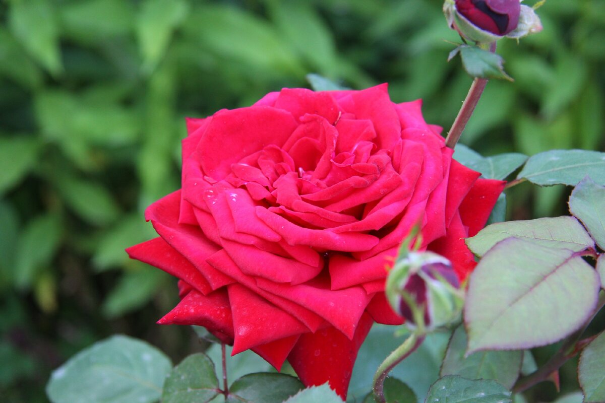 Розы в саду