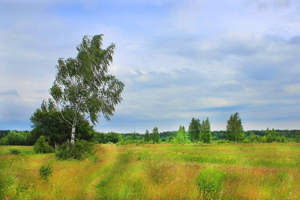 Береза в поле картинки