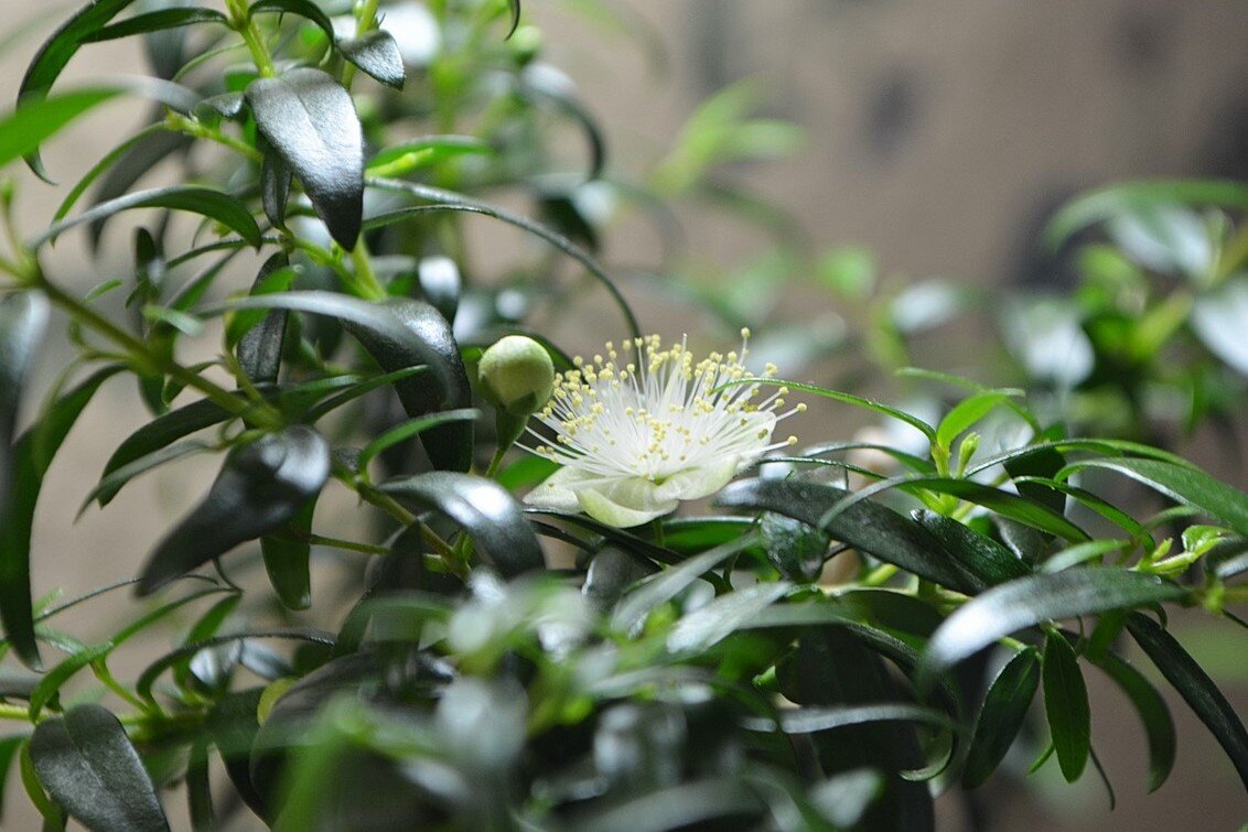 Мирт - Myrtus