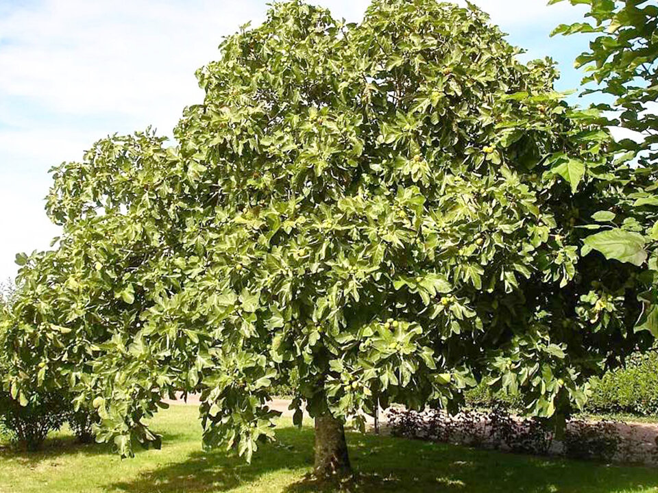 Инжир, фиговое дерево (Ficus carica) — путеводитель по отдыху в Крыму