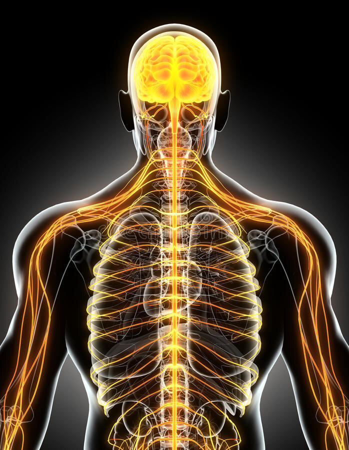 Столь же очевидно и влияние спорта на нервную систему. Умеренная физическая нагрузка улучшает работу центральной нервной системы. Активизируется кровообращение, увеличивается насыщение крови кислородом. Во время занятий спортом происходит формирование новых связей между нейронами. Спорт укрепляет нервную систему, улучшая нервно-мышечную координацию, определяющая точность и скорость движений. Постепенно происходит отработка каждого движения, даже те, которые изначально давались с трудом, спустя время получаются уже легко и непринужденно. При этом чем более сложные движения приходится совершать, тем более активно включается в работу мозг, успешно сопротивляясь процессам старения и воздействию неблагоприятных факторов.

В некоторых случаях для повышения эффективности занятий приходится применять в спорте стимуляторы, действующие на нервную систему. Это прежде всего кофеин – в небольших дозах совершенно безопасный для здорового человека натуральный стимулятор. Он повышает бодрость, улучшает память и координацию, способствует лучшей концентрации, дает ощущение притока энергии. В некоторой степени небольшим стимулирующим эффектом обладают такие вещества как ацетил-Л-карнитин, экстракты родиолы и лимонника, омега-3. Стимуляторы следует применять очень умеренно, чтобы не происходило перенапряжение и перегрузка нервной и сердечнососудистой систем, а также чтобы исключить эффект привыкания.

Спорт для суставов и связок
Даже простая двадцатиминутная зарядка может значительно улучшить состояние, укрепив аппарат связок и улучшив их подвижность. Главное – выполнять ее постоянно, а не от случая к случаю. Благоприятное воздействие на суставы и сухожилия важно как в молодости, чтобы сохранить работоспособность опорно-двигательного аппарата, так и в пожилом возрасте, чтобы успешно противостоять возрастным заболеваниям.

Спортивные тренировки повышают гибкость суставов и связочного аппарата. Ускорение обменных процессов стимулирует и процессы регенерации и повышения упругости хрящевой ткани. Важно только не перегружать суставы большими отягощениями и ударными нагрузками. А также давать им время для восстановления после тренировок. Очень хорошо себя показывают также спортивные добавки с глюкозамином, хондроитином и коллагеном, ускоряя регенерацию суставов.

Насколько важно укрепление мышечной системы для здоровья
Регулярные занятия в зале или дома для основных групп мышц сделают их более крепкими, приведя в тонус, постепенно увеличится выносливость. Многие проблемы со здоровьем могут быть связаны с ними. Например, люди с дряблыми мышцами спины часто страдают от болей в пояснице, а их осанку хорошей назвать трудно. Слабость мышечной системы может привести к травме, когда вдруг потребуется что-то поднять или перенести. Объемная мышечная масса требует больших энергетических затрат на свое поддержание, что помогает лучше бороться с возрастным накоплением лишней жировой прослойки.

Негативное влияние спорта на здоровье человека
Влияет ли спорт на здоровье только в положительную сторону? Среди нас есть много людей, убежденных, что спорт не слишком помогает, что все дело во врожденном крепком здоровье, а спортсмены очень часто молодыми уходят на пенсию и страдают от тяжелых заболеваний. Так ли это?