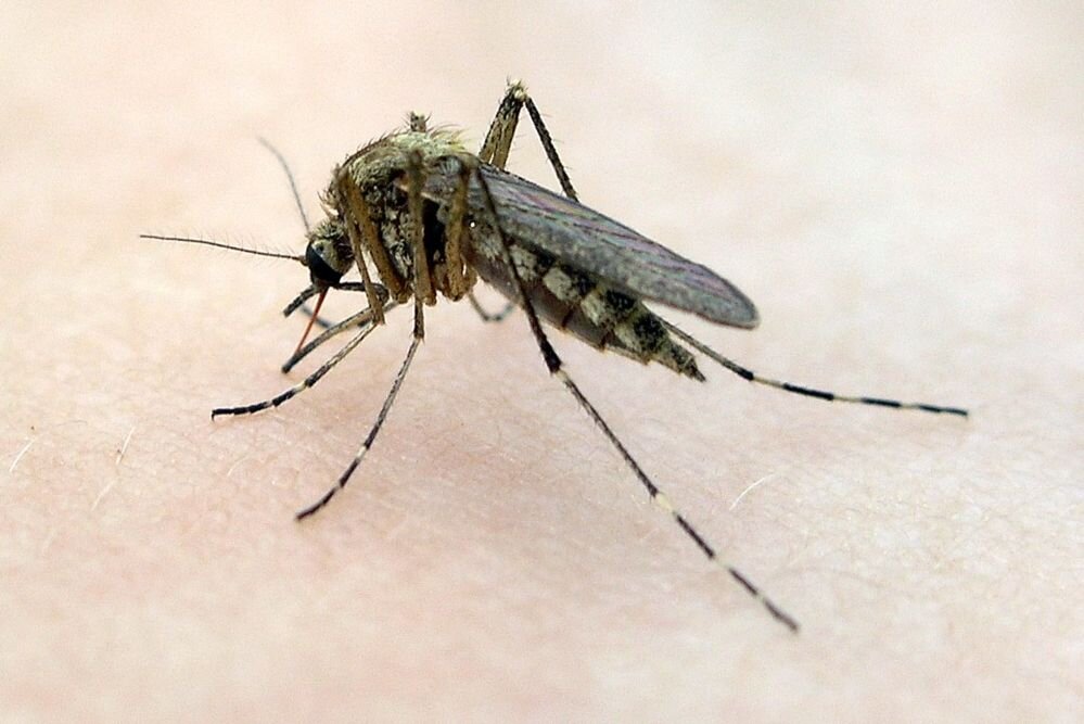 Cuantas veces pica un mosquito
