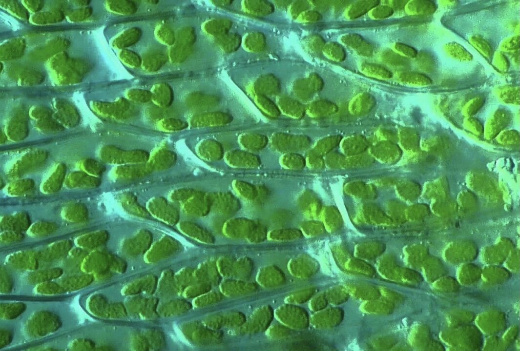 Хлорофилл в хлоропластах