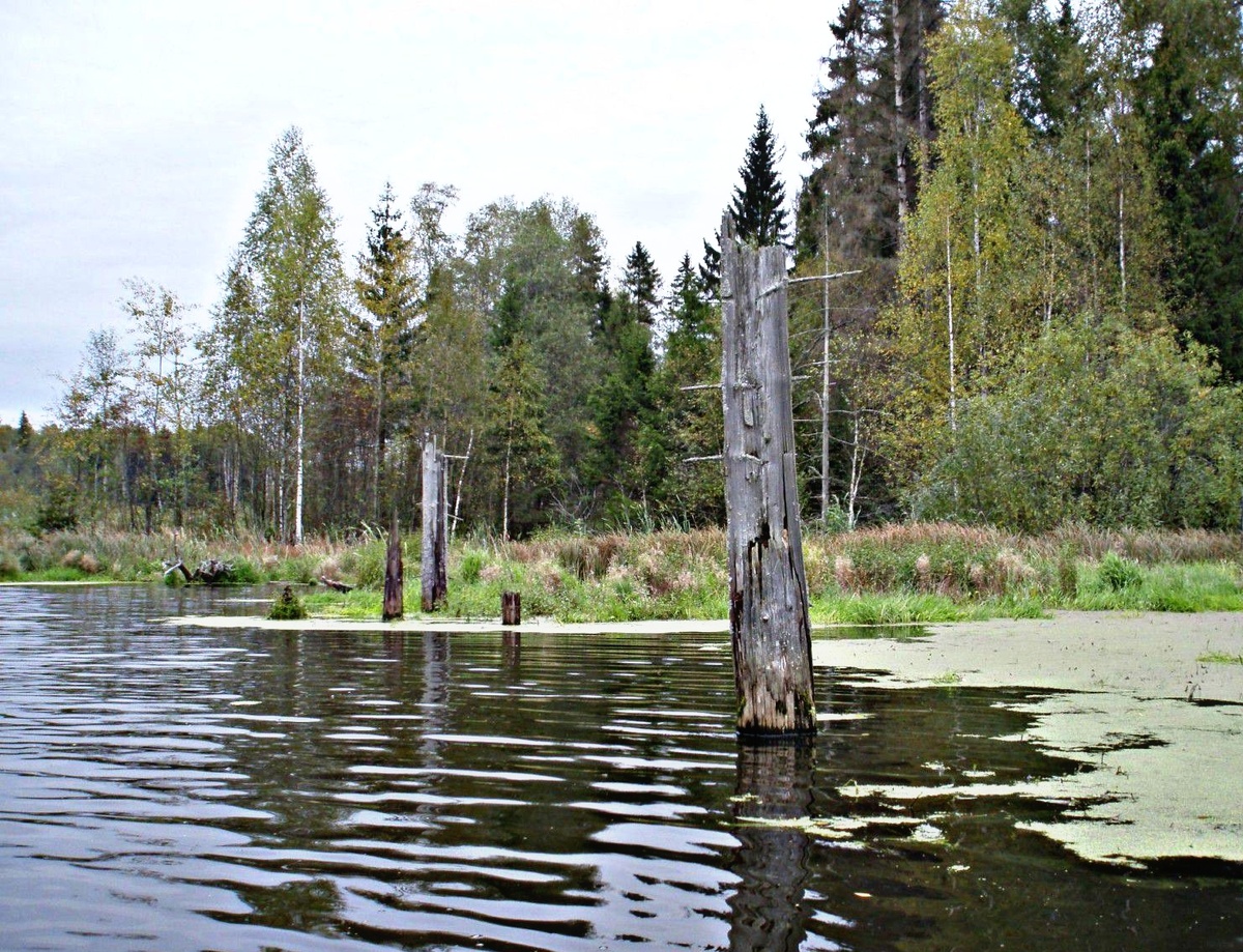 Идеальное место для ловли щуки