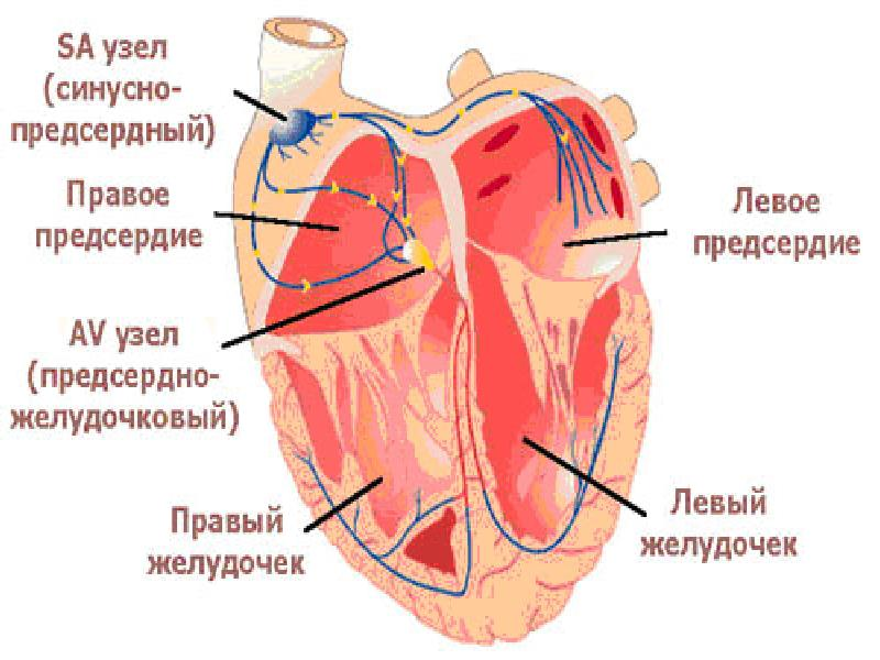 Синусовый узел сердца. Синусно-предсердный узел проводящей системы сердца. Предсердно-желудочковый узел проводящей системы сердца расположен. Синусно предсердный узел расположен. Синусно-предсердный узел проводящей системы сердца расположен.