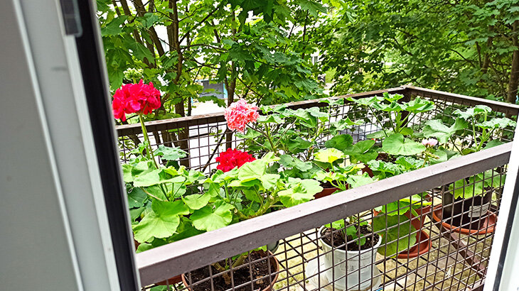 Моя цветочница за окном - сейчас там стоят, в основном, черенки. 