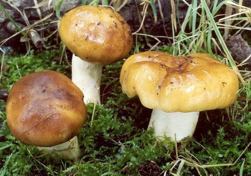 Опенок луговой (Marasmius oreades) фото и описание