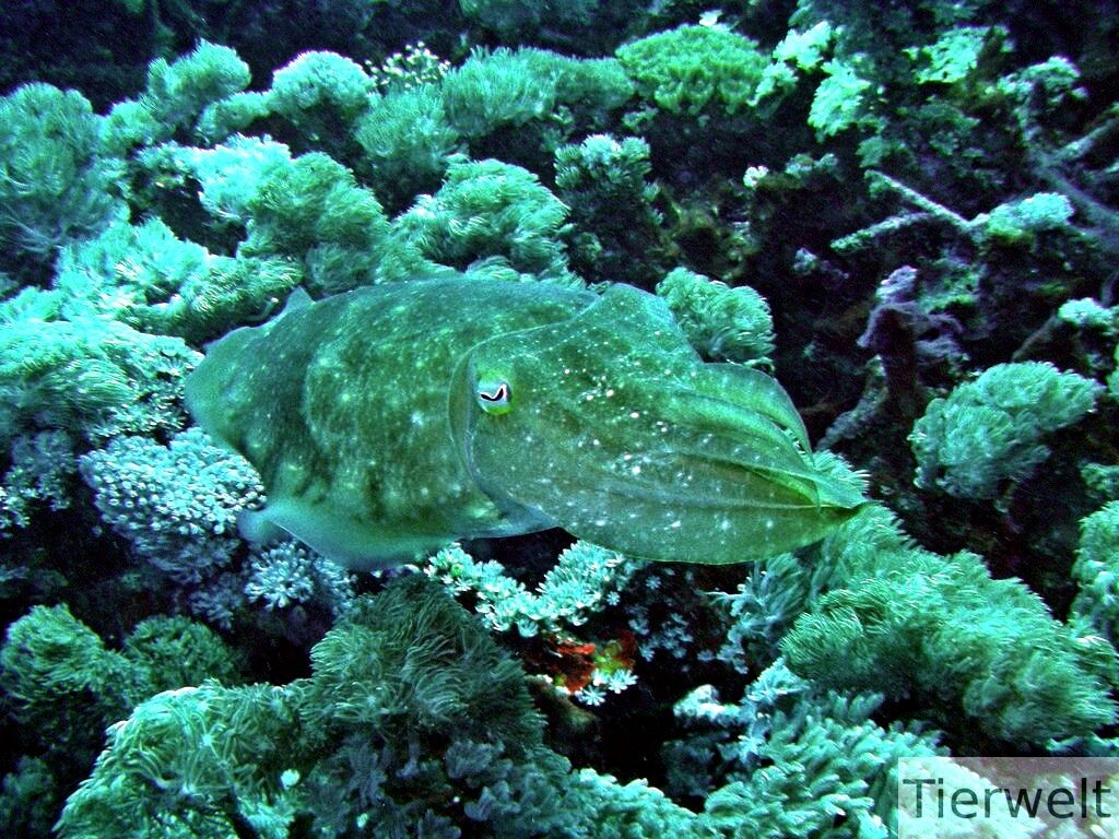 Фото азято у https://kiddyclub.ru/chto-takoe-karakatica-i-kak-ona-vyglyadit-karakaticy-chernaya-karakatica/