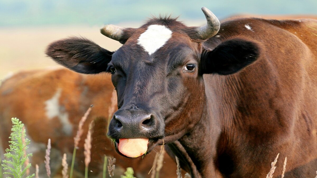 Корова Милка, а может и не Милка.