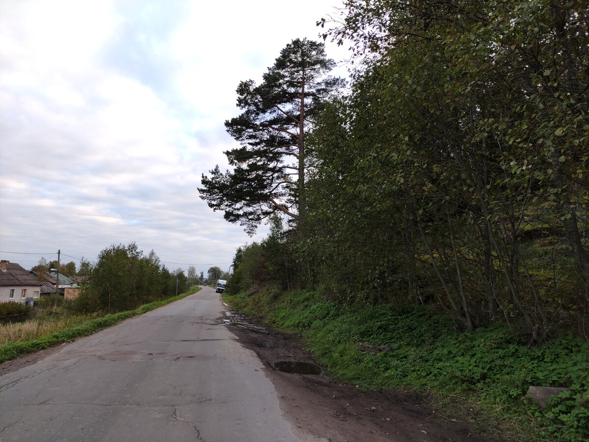 Большая сосна на дороге. Именно у сосны и начинается тропа наверх.