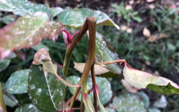 Перегибаю невызревшие бутоны.