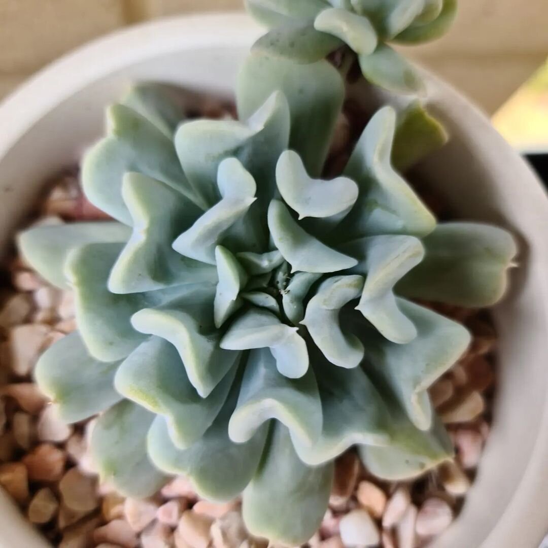 @kimmyheartssucculents