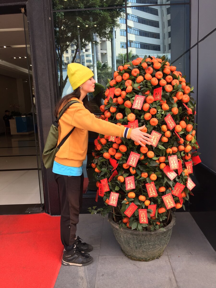 мандариновое дерево на новый год. мандариновое дерево на новый год. мандариновое дерево на новый год. китайская ёлка мандариновое дерево. новый год во вьетнаме мандариновое дерево.