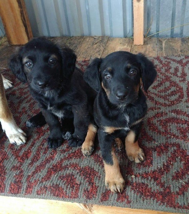 Джемма слева на фото.