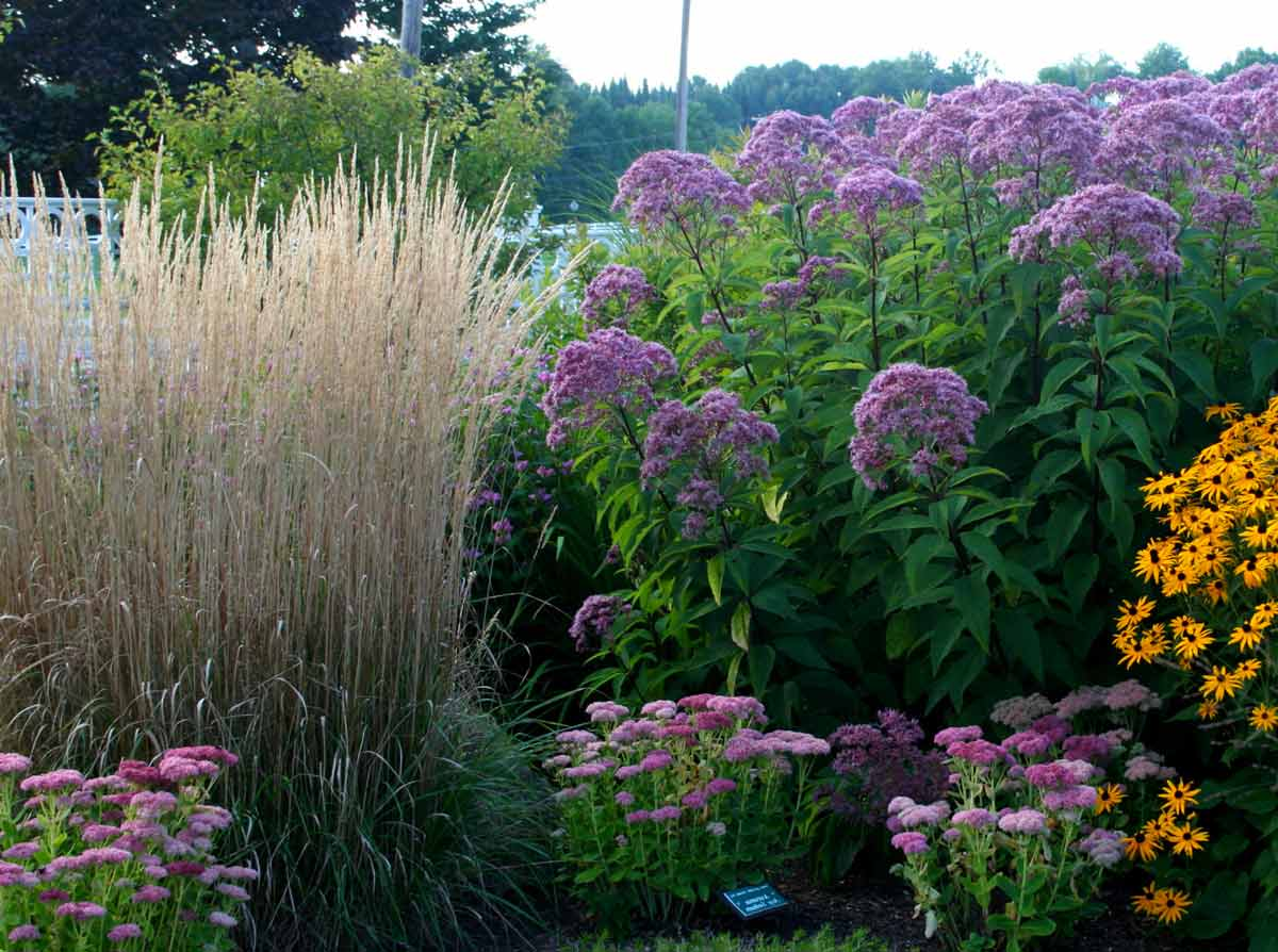 Фото взрослого растения. Посконник пятнистый (Eupatorium maculatum). Спирея посконник. Посконник Фантом. Посконник пит Удольф.