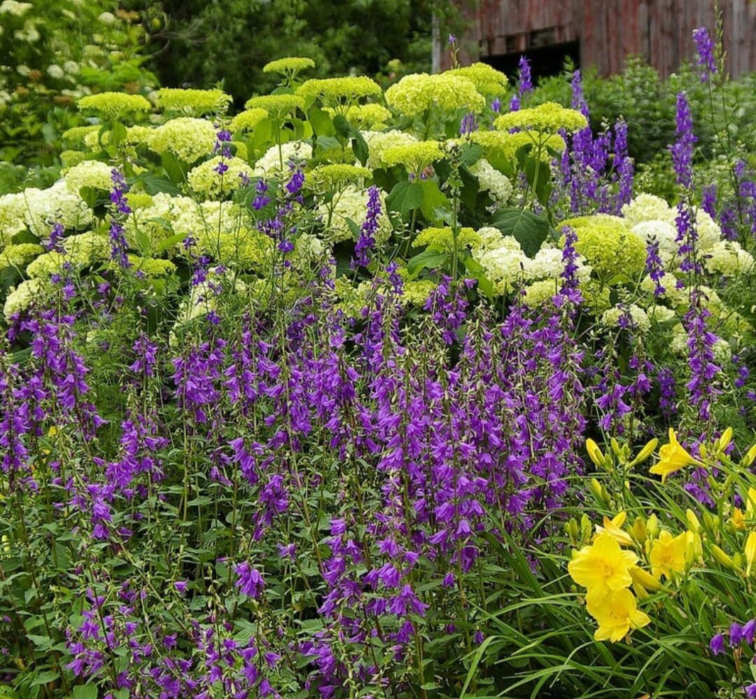 Колокольчиков у меня поменьше, лилейник оранжевый