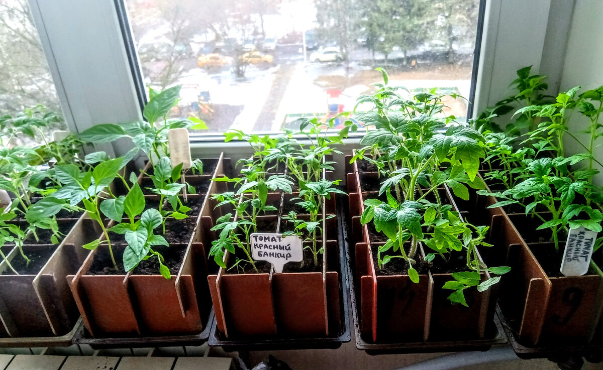 Рассада Светы в сборных многоразовых контейнерах, фото взято из комментария к моей публикации