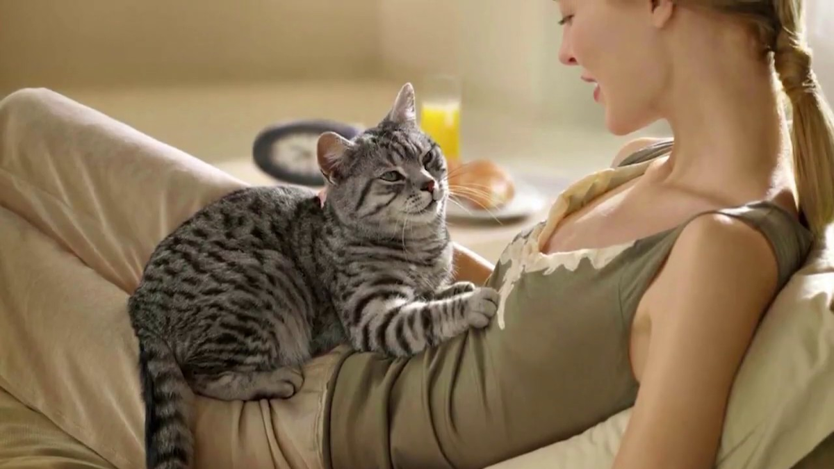 I t a cat. Массаж котики. Кошка мнет лапами. Девушка с котиком. Кот и хозяйка