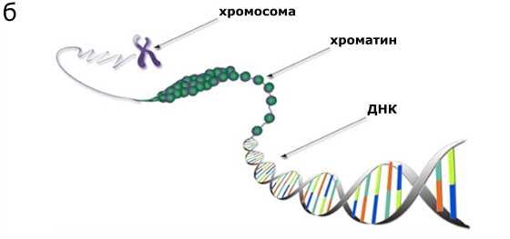 Днк хроматин. ДНК рисунок. Хроматин. Нить ДНК. Хроматин и хромосомы различия.