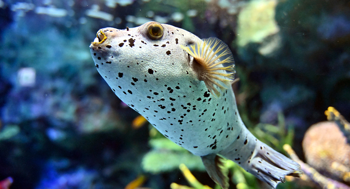 Фото из интернета