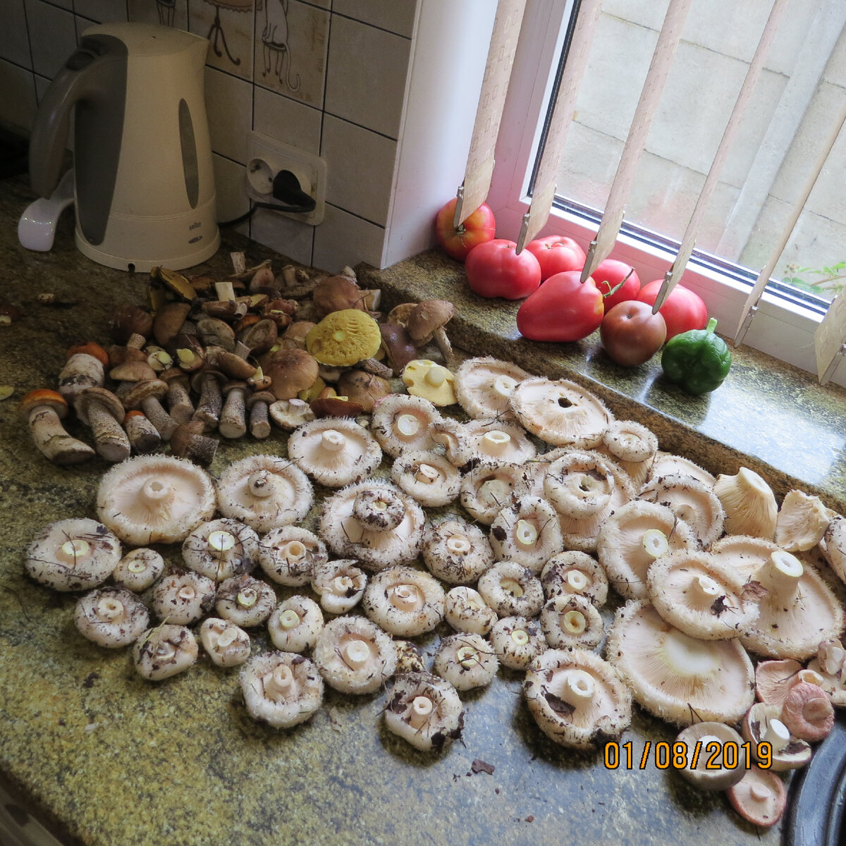 Фото автора - грузди настоящие, ресимусы, подвид - водозональные.