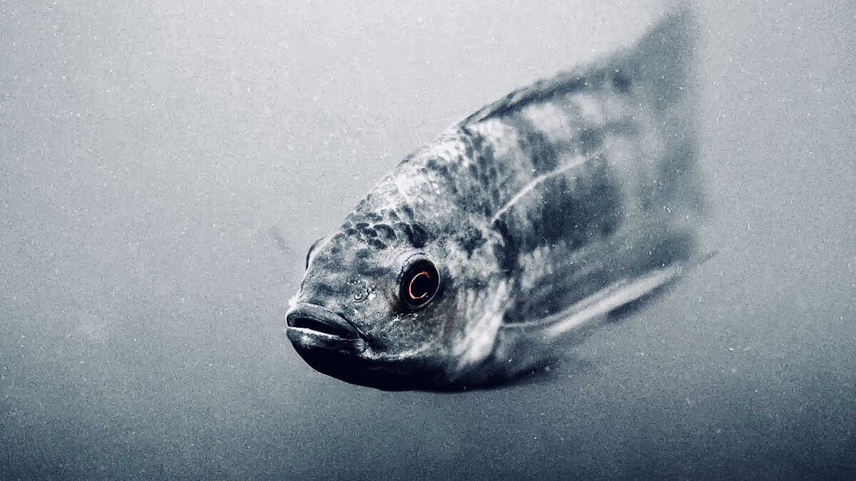 Источник wallhere.com