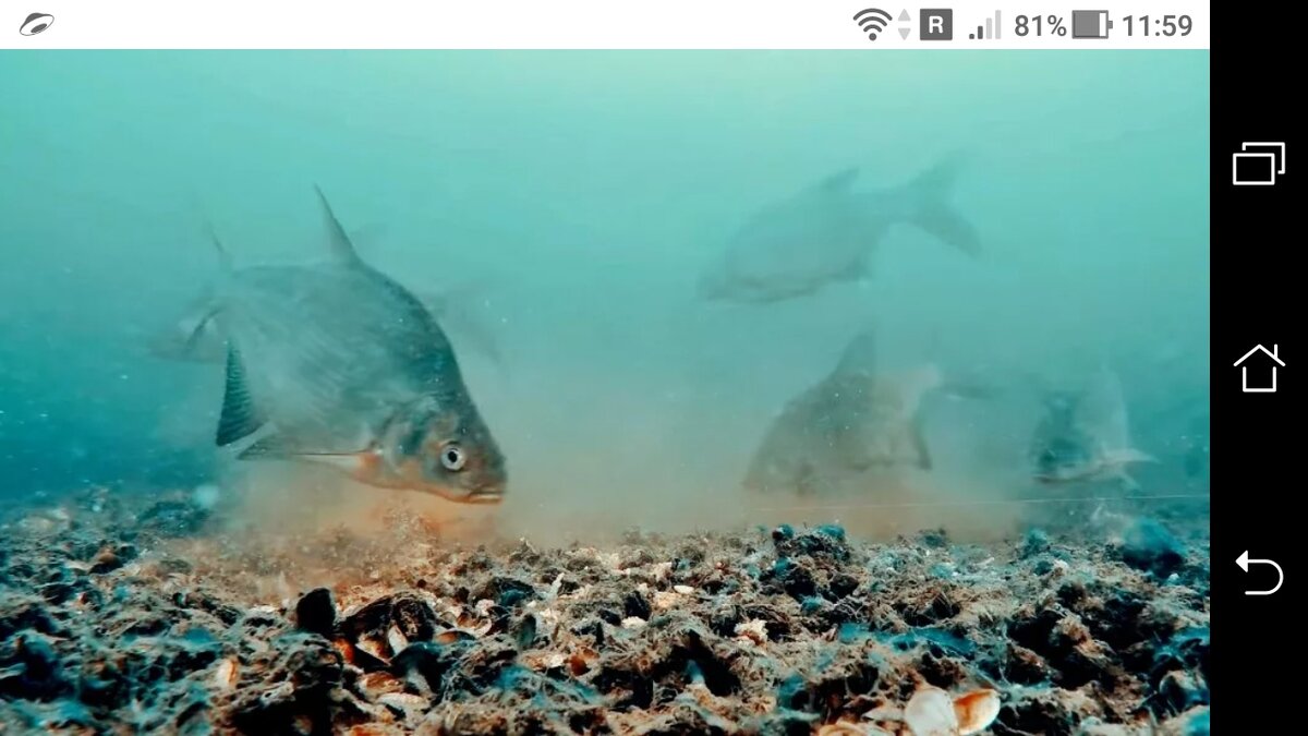фото Какое время кормежки леща на водохранилище + летом с берега