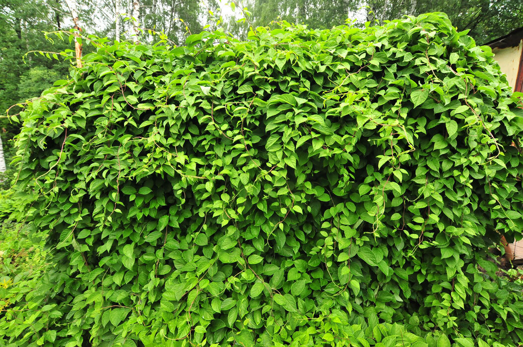 Лимонник - отличный вариант для создания плотной зелёной ширмы.