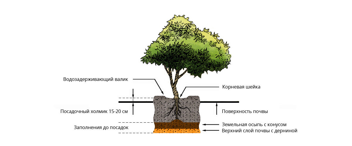 Саженцы плодовых кустарников