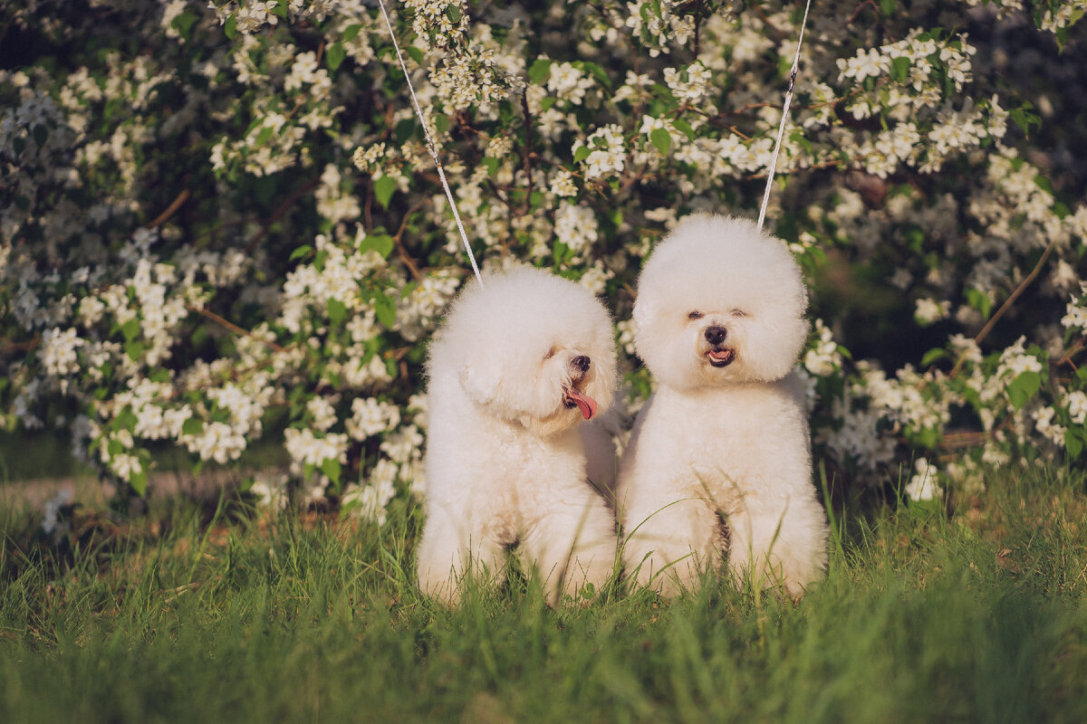 Бишон Фризе | Питомник «Hovline» 