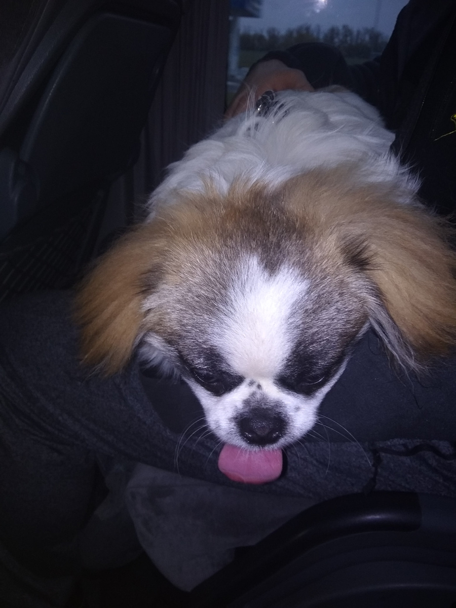 Фото из автобуса Ростов-Краснодар