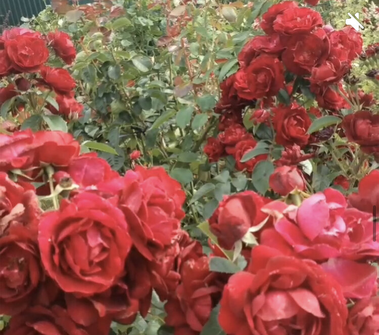 Живые обои розы на телефон - красивые фото