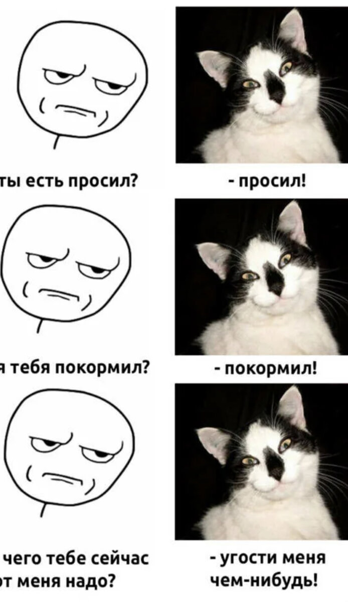 Смешные мемы с котами с матом