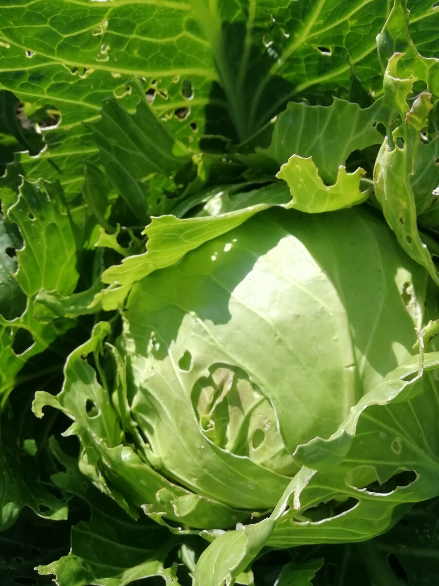 Капустой частенько приходится делиться с соседями по огороду.  С гусеницами и слизнями. 