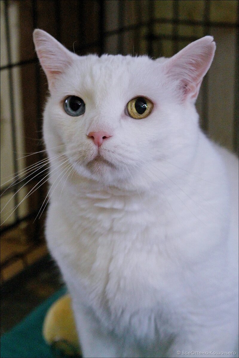 © ВСЕ ОТТЕНКИ КОШАЧЬЕГО. Кошка Банни 