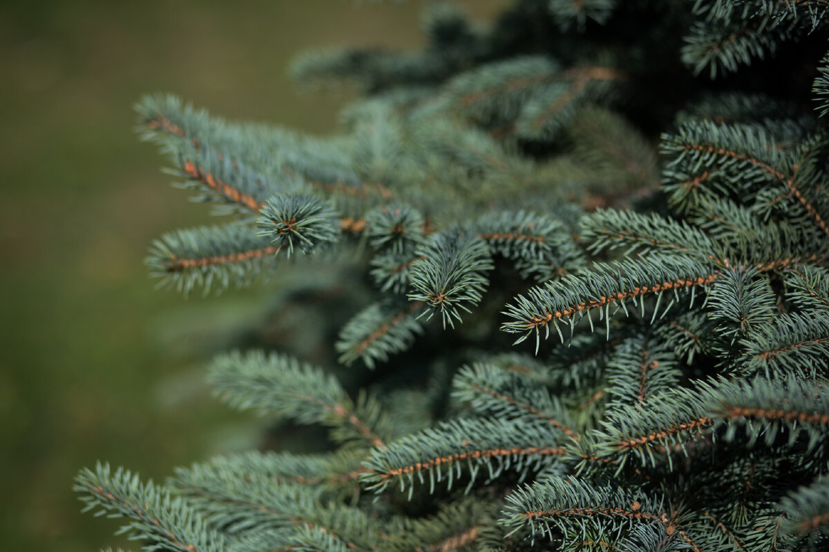 Александровский Сад, г. Санкт-Петербург. Ель. Автор фото: Надежда Панова, http://nadia-photo.com