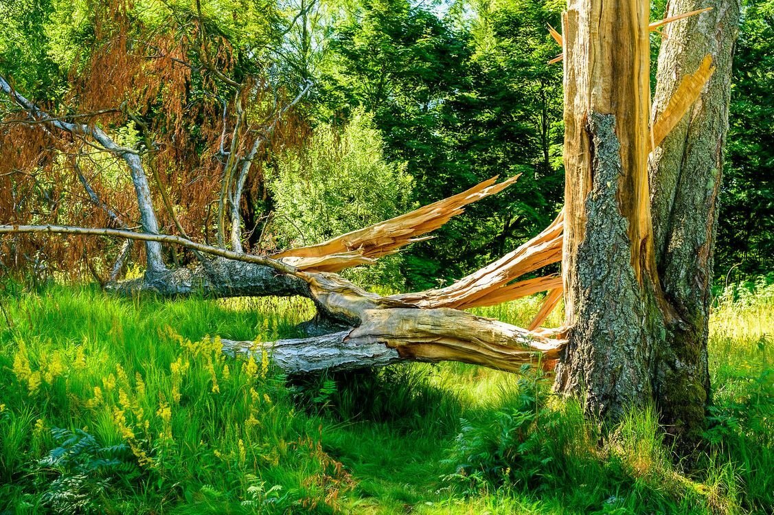 яндекс.картинки