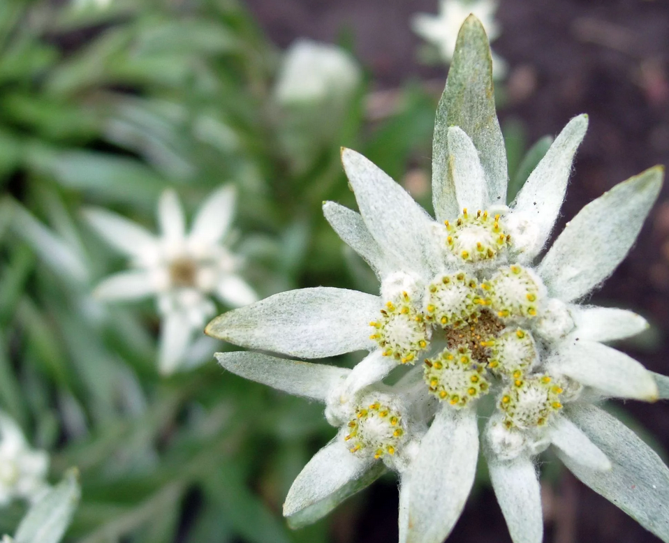 Эдельвейс. фотто с сайта turcluster67.ru