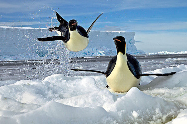 Антарктида. Пингвины.