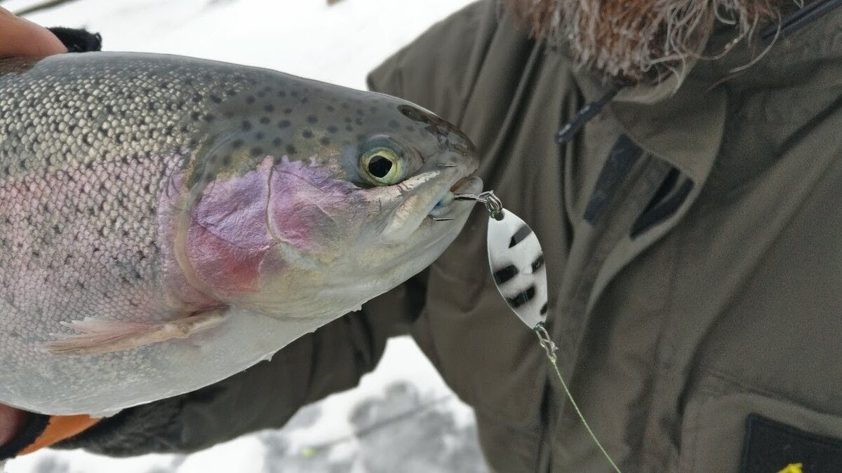 #Ловля форели со льда на блесну