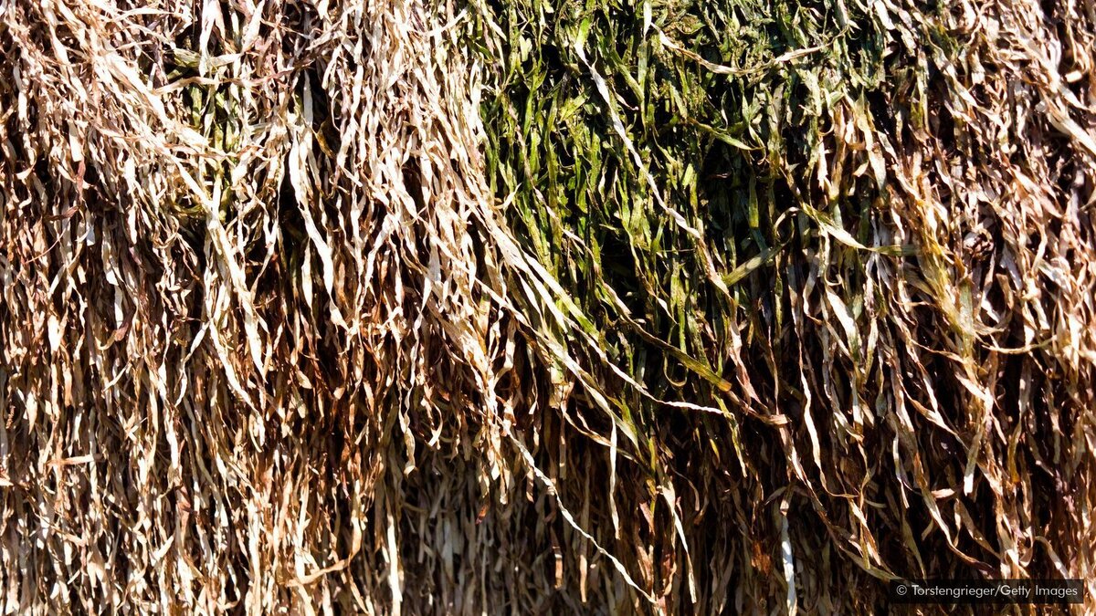 Eelgrass - это углеродно-нейтральный строительный материал, когда его собирают и используют на месте (Источник: Torstengrieger / Getty Images)  