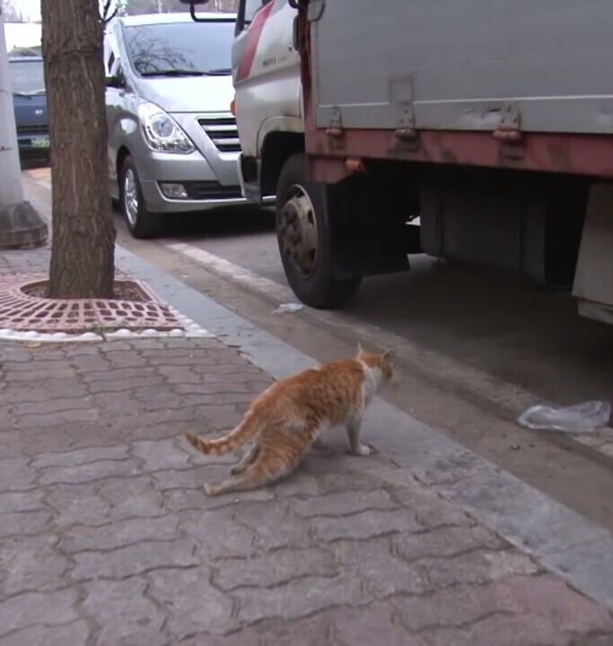 У кошки отказали. Кот волочит задние лапы. У кота отказали задние лапы. Кот отказывается лапой. У кота отнимаются задние лапы причина.